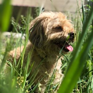 Meet your Posher, Lucy